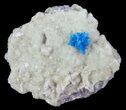 Vibrant Blue Cavansite Cluster on Stilbite - India #67791-1